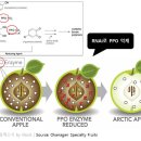 [바이오 업계 소식: From Startups to Moguls] 곧 식탁에 올라올 최초의 GM 사과, Artic Apple 이미지
