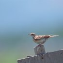 노고지리 이미지