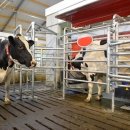 선진목장 이미지