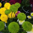 환타지아 이미지