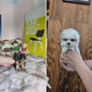 강아지분양 애견입양 아이러브독 포항점 | 인천애겹샵에서의 특별한 강아지분양 애견입양 아이러브독 인천점 경험