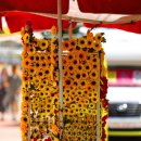 함안군 강주 해바라기 축제 이미지