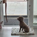 사개절 펫살롱 이미지