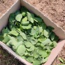 송우농약사 이미지