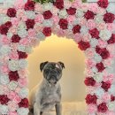 희희퍼피 이미지