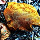 금송농장2 이미지