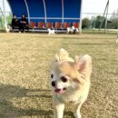 사랑나무어린이집 | 안산 와스타디움 무료 애견운동장 후기(주차,위치,편의시설)