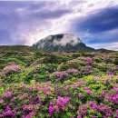 40-19 제주도 한라산철쭉산행(6월7일 당일산행)접수중 이미지