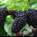 신천리슈퍼 이미지