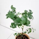 구니구니 이미지