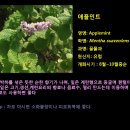 애플민트 이미지