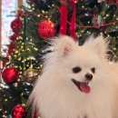 털로덮인친구들(키녹점) 이미지