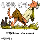 제 4차 개인보고서 학명(scientific name) - 71932 오동수 이미지