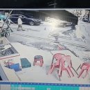 길가던 행인이 만삭 고양이 걷어찬 사건 이미지