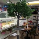 백설 애견샵 이미지