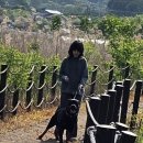 메이저 애견훈련학교 | 애견 훈련소 강아지 사회화 배변훈련 인천 메이저애견훈련학교