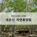 대운산 자연휴양림 캠핑장 | 대운산 자연휴양림 야영장 (양산 여름 계곡 캠핑장 물놀이)