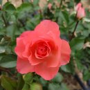 쟈뎅 드 프랑스 장미 (Jardins de France Rose) - Floribunda - Meilland. 이미지