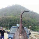 아싸가오리