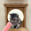 고양이카페 루프캣미 명동점 이미지
