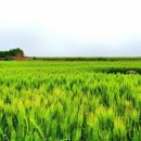 초록바람 이미지