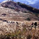 그린제일목장 이미지