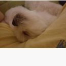 개바라기 이미지