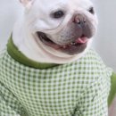 아메리칸 불리 하우스 이미지