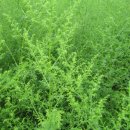 약용작물센터 이미지