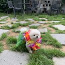 몽펍피 이미지