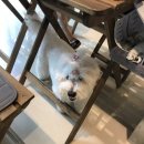 벨라루시 펫살롱 이미지