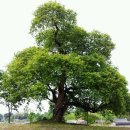 정자나무집 이미지