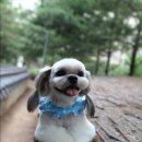 어진애견