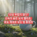 영초산삼 | "산삼 부럽지 않다" 산속의 숨은 보석 멜라초, 효능 제대로 보는 법 총정리