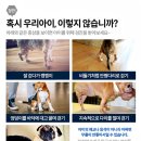 위즈펫동물병원 | 서울동물병원 슬개골수술 잘하는 곳 발견
