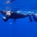 펀하모니카(4월) | 오키나와 스노쿨링 호핑투어 케레마제도 다이빙 렌트카 대여까지 한번에!