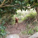 송아지민박 이미지