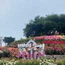 봉크닉 | 도당산 부천백만송이장미원 : 장미축제 꽃구경 부천 데이트 근처 봉크닉 카페 내돈내산 후기