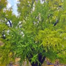 화암서원 옆 화장실 | 경주 아이랑 가볼만한곳 11월 여행 운곡서원 은행나무 방문 추천