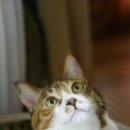 고양이 별 이미지