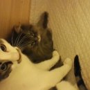 청주지웰동물병원 이미지