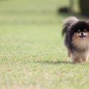 서쪽강생이 이미지