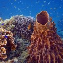 산호가든 이미지