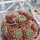 옷이날개 이미지