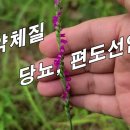 [타래난초, 반용삼] 허약체질로 인한 발기부전, 조루, 유정~!! 폐결핵, 당뇨엔 이 약초와 함께 섞어 달이면 약효 최고~! 이미지