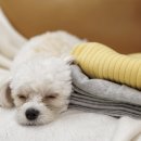 마스터 동물의료센터 이미지