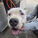 광주TNR동물병원(송정) 이미지