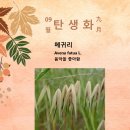 9월 25일 탄생화 메귀리 이미지