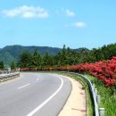 배롱나무거리 이미지