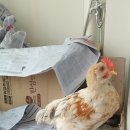 이순이농장 이미지